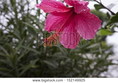 Rain drops on a hibiscus flower early in the morning