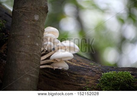Porcelain fungus (Oudemansiella mucida) growing on old wood.