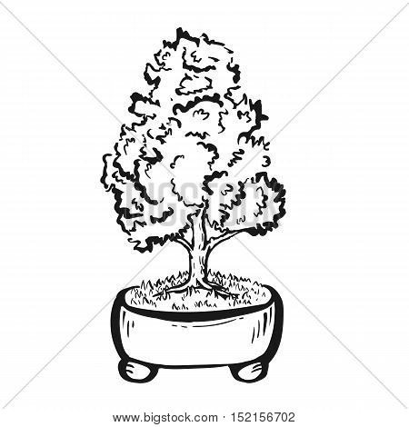 Handdrawn decorative asian bonsai tree in the pot with straight trunk.