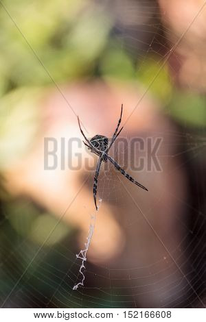 Silver argiope spider called an Argiope argentata is an orb weaver sitting in the middle of its web in Southern California
