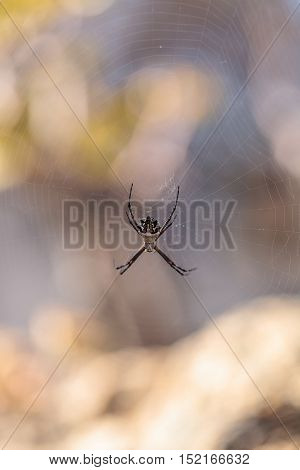 Silver argiope spider called an Argiope argentata is an orb weaver sitting in the middle of its web in Southern California