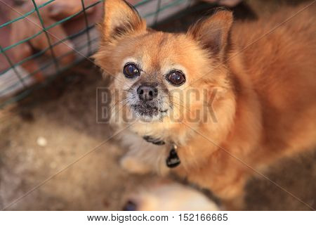 Small blond long haired Chihuahua mixed breed dog with big eyes begs for food