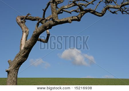 A beugte sich über Baum in einem Feld mit zwei Wolken an einem sonnigen Tag