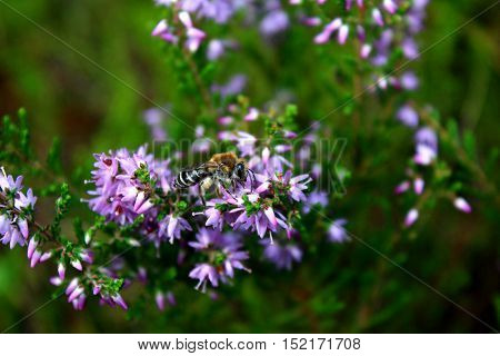 Honey bee feeding on a heather flower