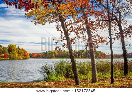 Autumn Vibrant Colors Of Oak Tress Along The Apple River