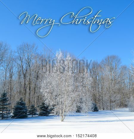 Merry Christmas on winter landscape of snow and frost with blue sky
