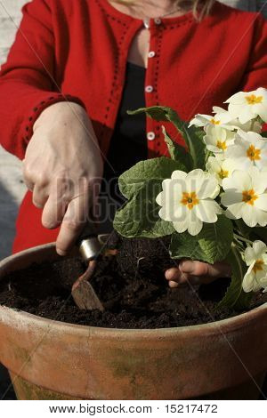 Donna di impregnazione su una Primula in primavera.