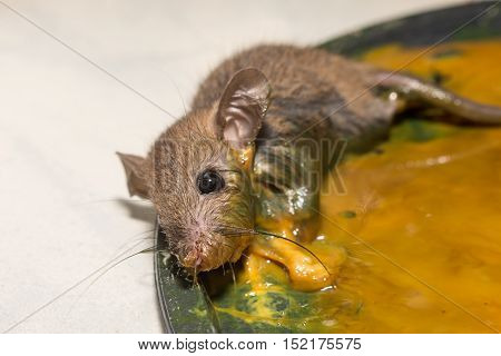The rat in glue stick on the mousetrap