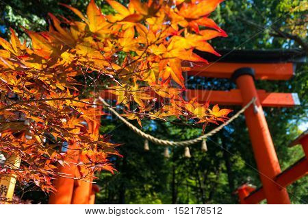 Autumn foliage of Japanese maple leaves with crimson Torii gate on the background. Shiogama Shinto Shrine entrance. Fujiyoshida Yamanashi Prefecture Japan