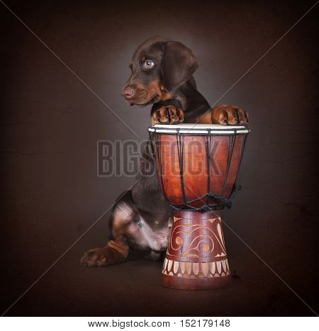 Beautiful brown Doberman puppy plays the drums in the Studio. The best dog for the protection of the family