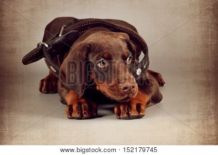 Little brown puppy Doberman lies in a large collar for an adult dog. Great pet for the protection of family and child