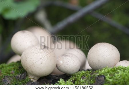 Puffball mushrooms on a stump - Lycoperdon pyriforme in a moss