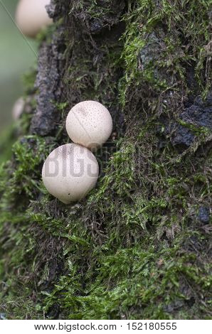 Puffball mushrooms on a stump - Lycoperdon pyriforme in a moss