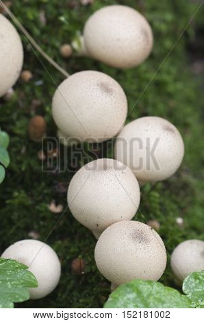 Puffball mushrooms on a stump - Lycoperdon pyriforme in a moss