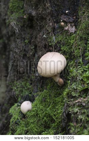 Puffball mushrooms on a stump - Lycoperdon pyriforme in a moss