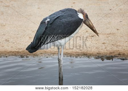 Marabou stork (Leptoptilos crumenifer). Wildlife animal. 