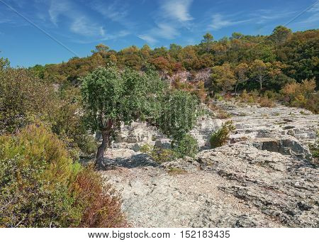 Tree growing on the limestone along the river Ceze in France.