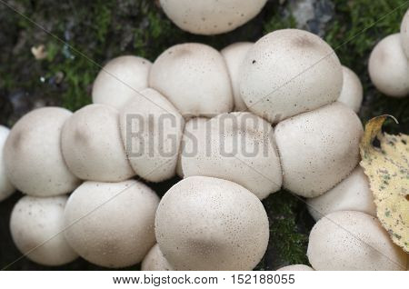 Puffball mushrooms on a stump - Lycoperdon pyriforme in a moss
