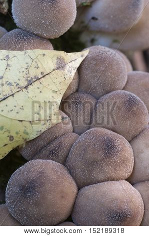 Puffball mushrooms on a stump - Lycoperdon pyriforme in a moss