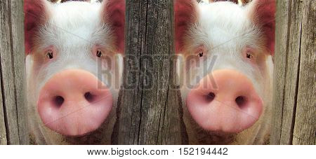 Big pig on a farm in a pigsty
