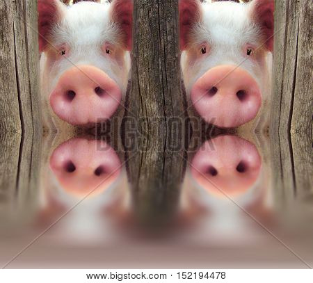 Big pig on a farm in a pigsty