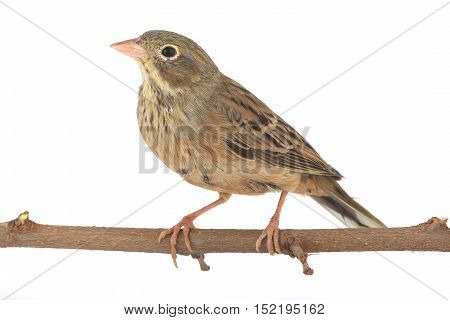 Reed Bunting