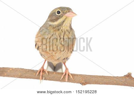 Reed Bunting