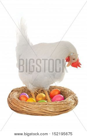 easter eggs at feet of hen on a white background, studio shot