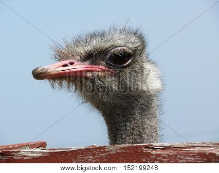 Head of an ostrich close-up at the farm