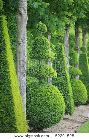 tree path of Versailles garden Paris France