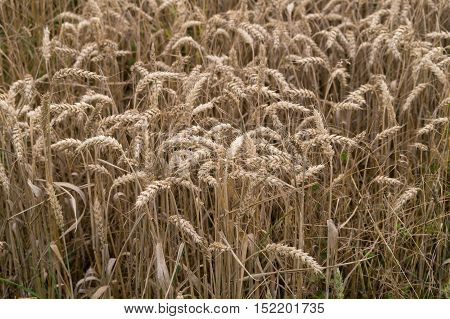 A Close up on a beautiful cornfield