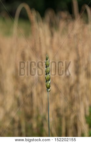 A Close up on a beautiful cornfield