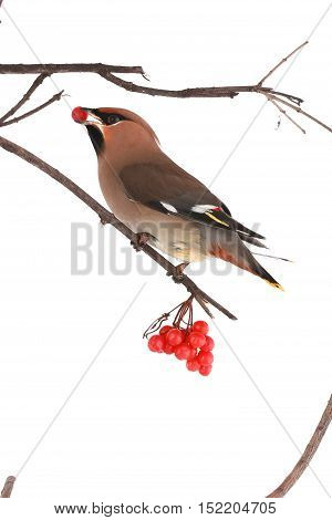 Bohemian Waxwing