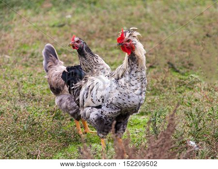 Cock and hen grazing in the village.
