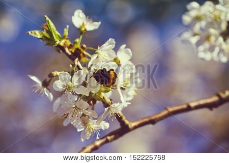 Bumblebee sitting on a flower in the spring on a branch of cherry