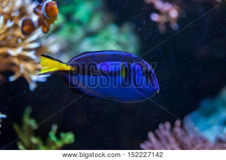 Blue surgeonfish (Paracanthurus hepatus), also known as the blue tang. Wildlife animal. 