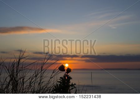 beautiful orange sunset over loop head with silhouetted wild tall thistles on the wild atlantic way in ireland
