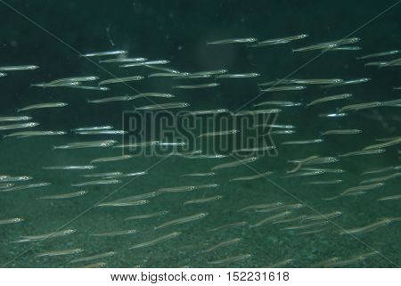flock of fish in the sea, Underwater
