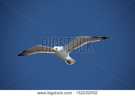 large white seagull on a background of blue sky