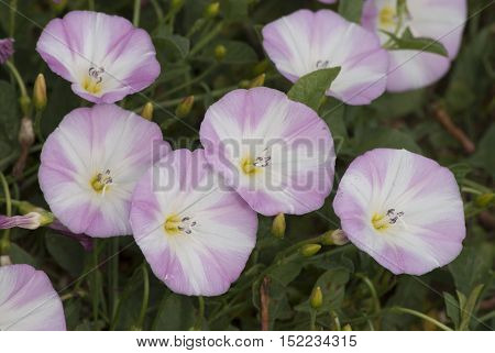 Pharbitis, white blue flower spring background botanical