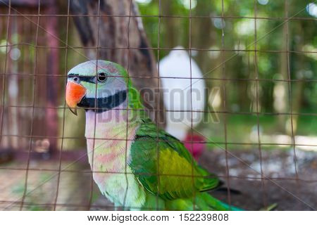 Close-up on eye amazon parrots in a cage