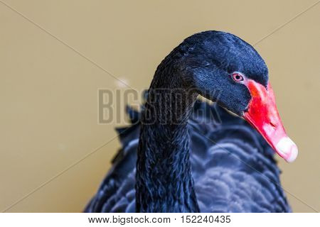 black swan swimming on lake nature background
