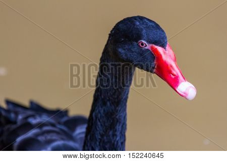 black swan swimming on a pool nature background