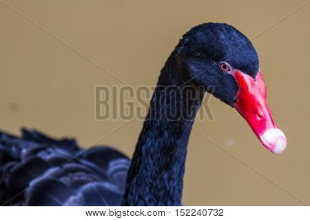 black swan swimming on a pool nature background