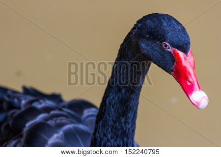 black swan swimming on a pool nature background