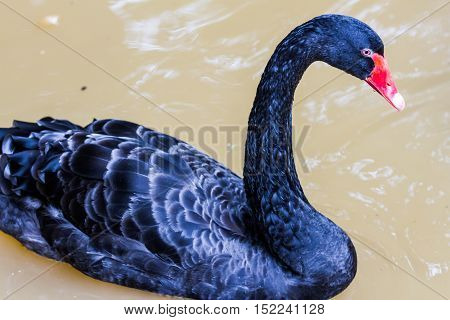 black swan swimming on a pool nature background