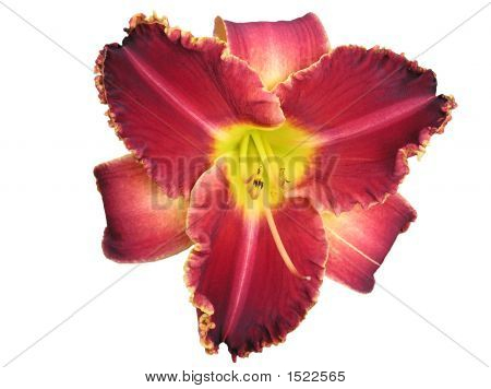 吓黄花菜