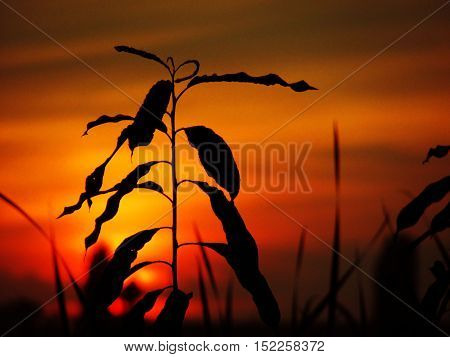 Star named the sun goes down wearily on the horizon