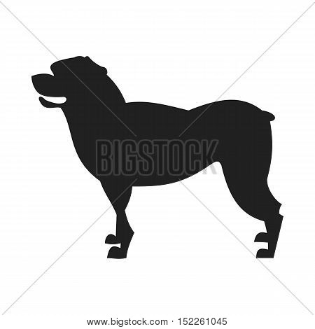 Vintage vector image of a black silhouette of a thoroughbred Rottweiler dog standing straight isolated on white background looking like a shadow of the image.