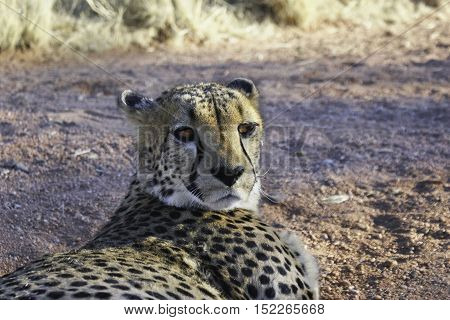 Chettah resting in the shadow in Namibia